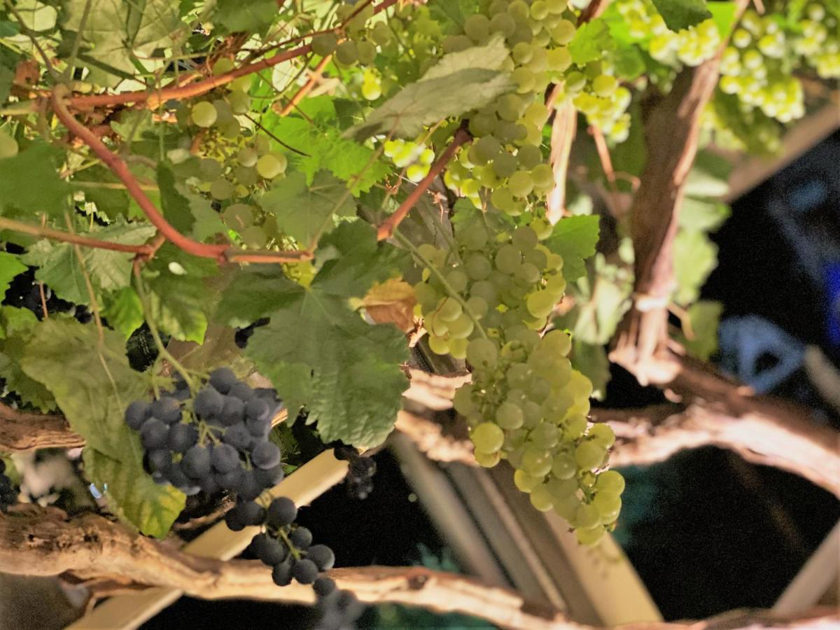 Pension Bella Vista - Winzerhof Golk Meißen Exteriör bild
