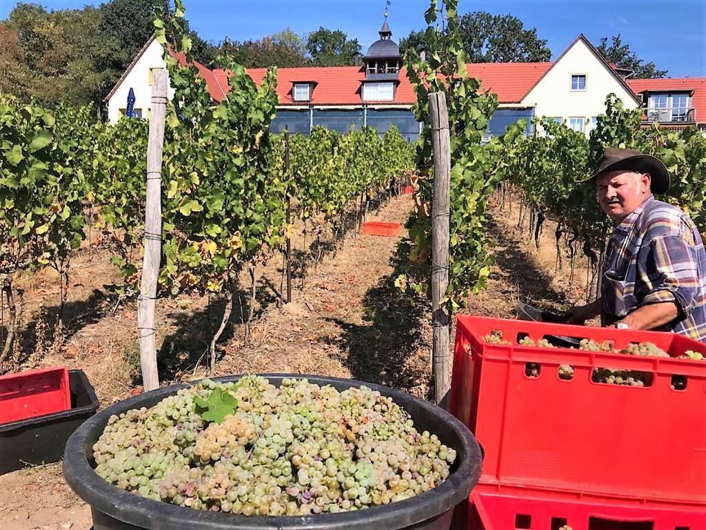 Pension Bella Vista - Winzerhof Golk Meißen Exteriör bild